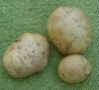 potatoes, victoria, though not the famous nineteenth century variety